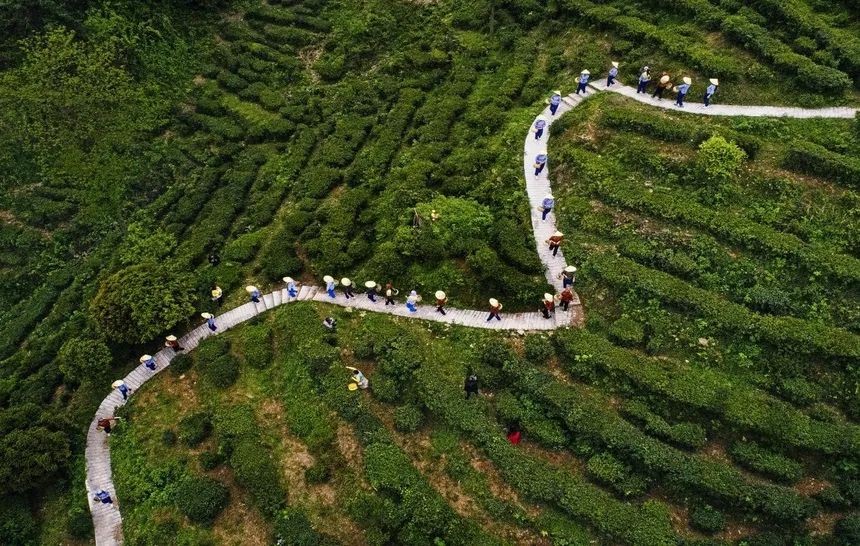 旅游 | 來臨湘白石茶園體驗“龍脊梯田”層層疊疊的壯美